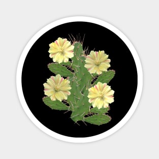 Cactus - cactus flower - flower - flora in Africa Magnet